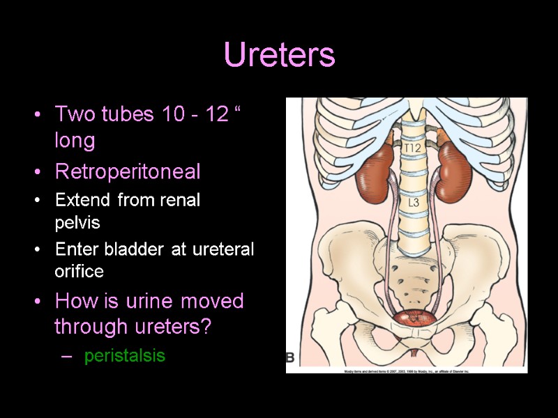 Ureters Two tubes 10 - 12 “ long Retroperitoneal Extend from renal  